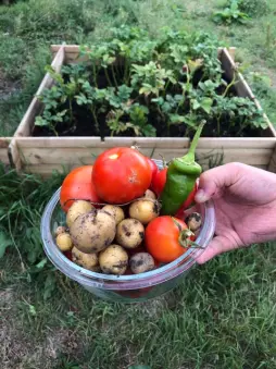 Des mains tiennent un bol de tomates, de pommes de terre et d'un piment récoltés au potager.